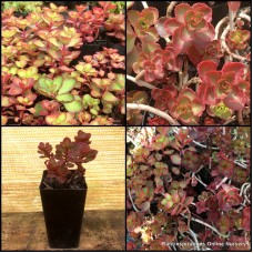 Sedum Red Voodoo x 1 Stonecrop Succulents Groundcover Rockery Pots Pink Flowers Drought Hardy spurium